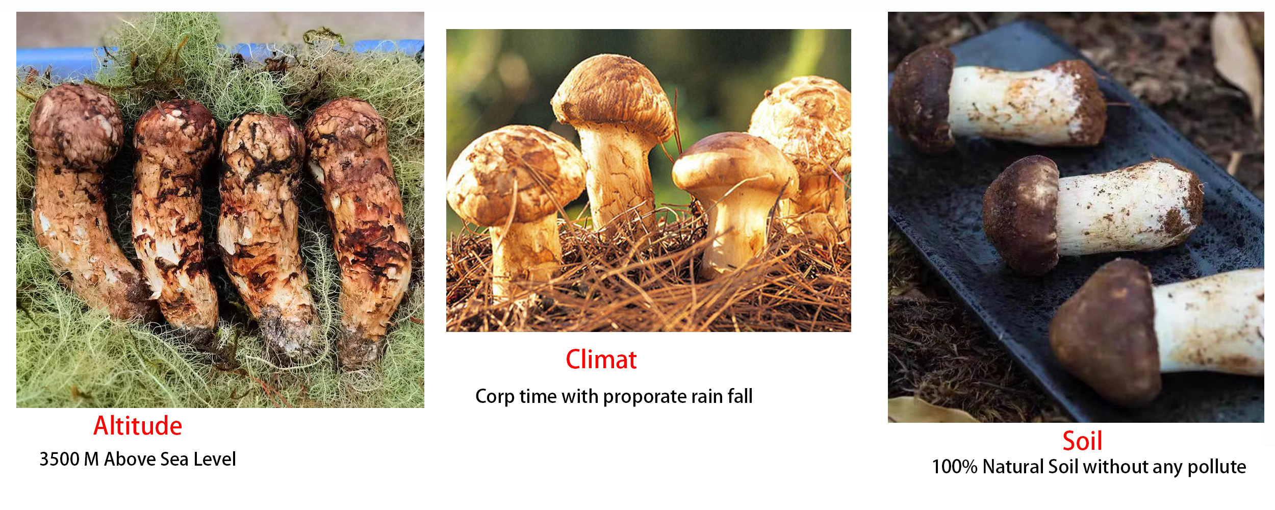 Цена дивљих мацутаке печурака