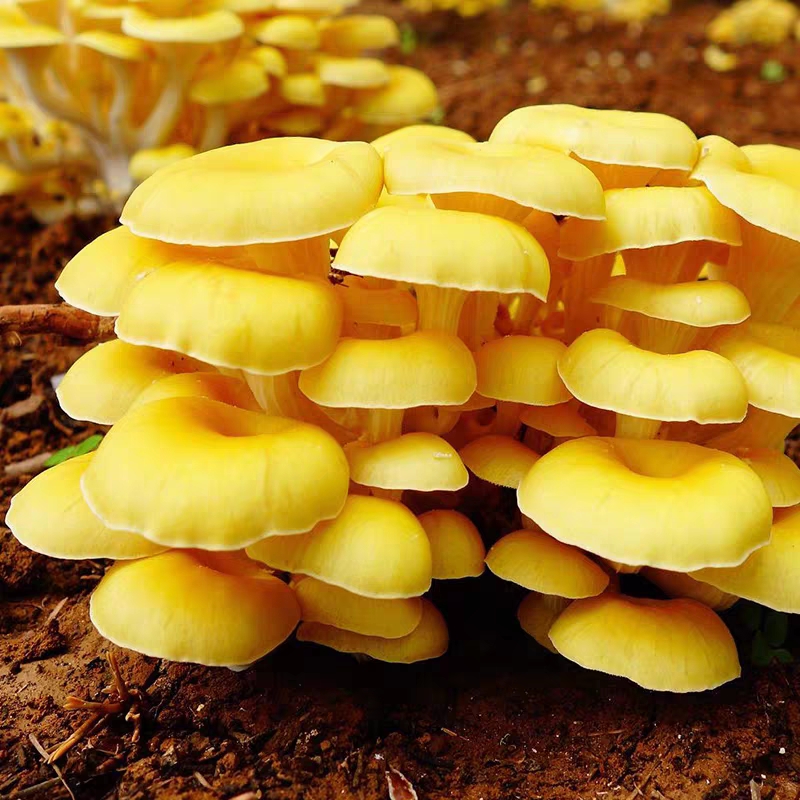 Cantharellen van wilde paddenstoelen