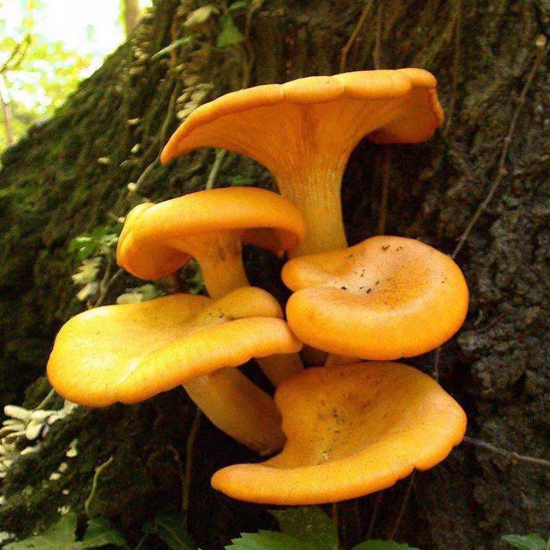 farske chanterelle mushrooms