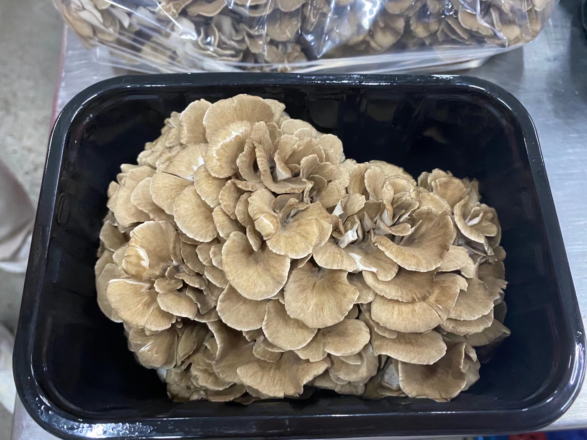 fresh grey mitake mushroom