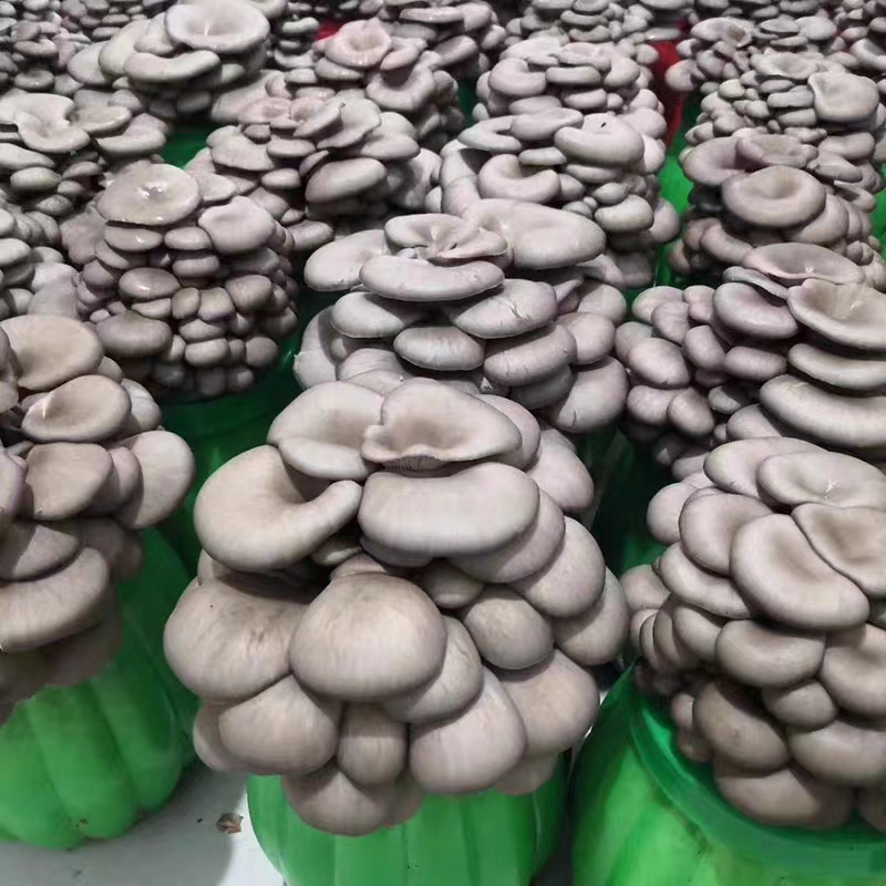 ʻoyster mushrooms