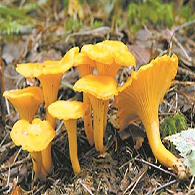 Präis chanterelle mushroom