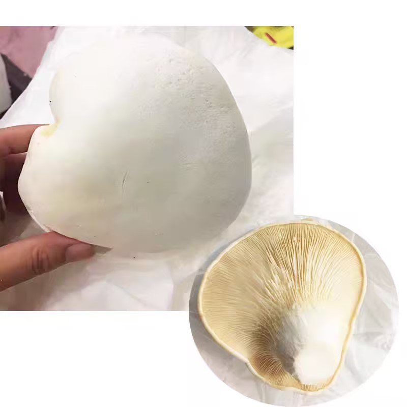 i-elf mushroom emhlophe