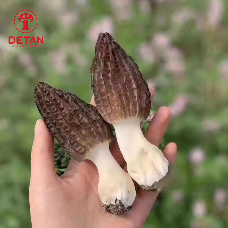 i-mushroom yokuziphatha yasendle