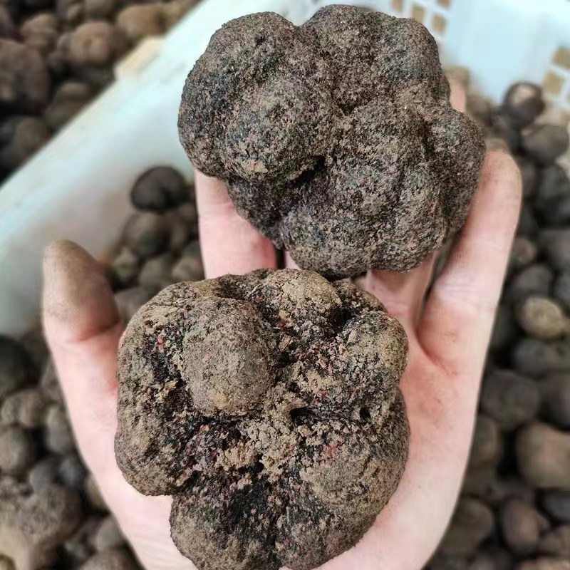 black truffel mushroom