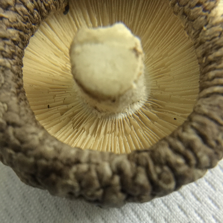 dehydrated shiitake mushrooms