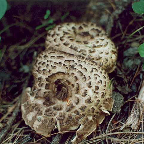 hou ʻeleʻele ʻeleʻele balm mushroom