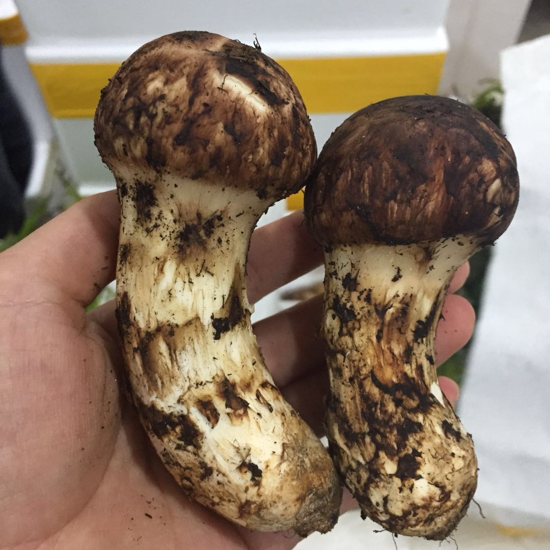 fresh matsutake mushroom
