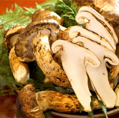 fresh matsutake mushroom