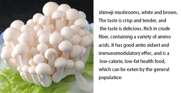 shimeji mushroom (2)